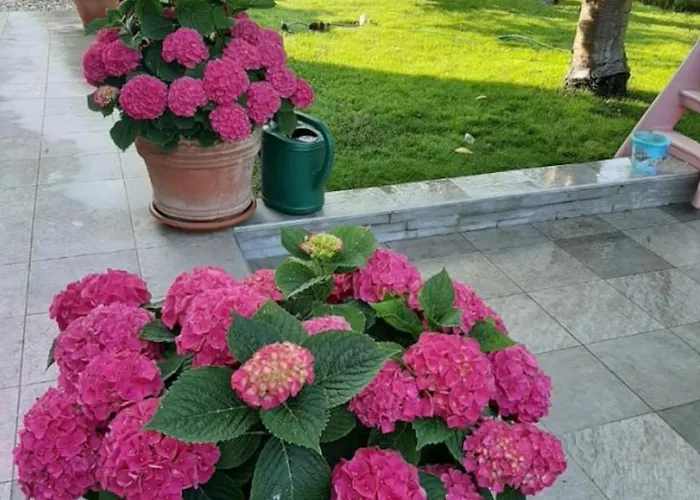 5239-1 In Hébergement de vacances *